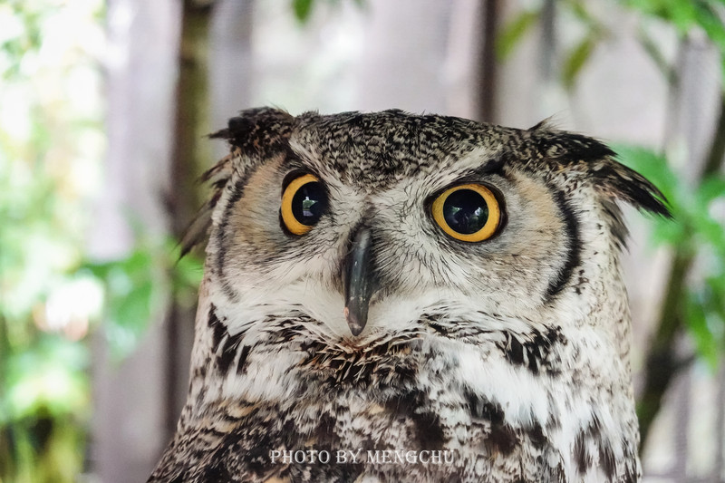 鐚ご楣板悏鍗滃姏骞绘兂,鏃ユ湰鐚挭绔ヨ瘽灏忛晣