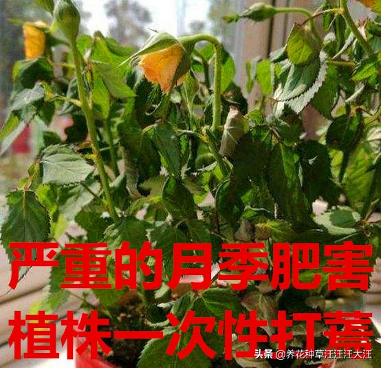 月季肥害的症状及解救方法,磷钾含量太高会对月季造成肥害吗