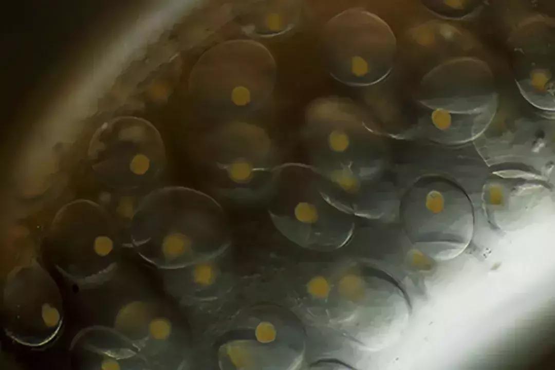 草缸小杂螺能除藻吗,草缸除杂螺最快的方法