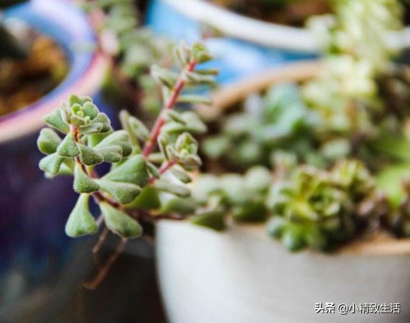 阳台养多肉怎么避免徒长,适合阳台养的多肉不容易徒长