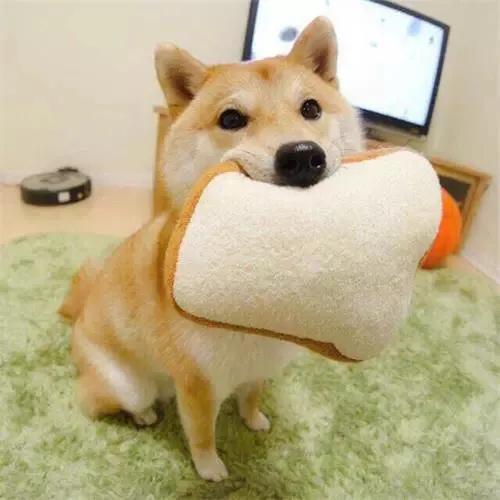 柴犬小课堂之解析豆柴,柴犬小讲堂