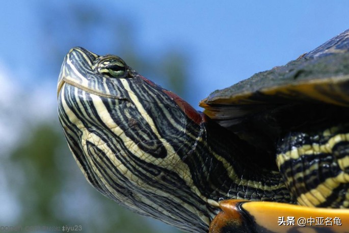 养龟秘籍搞笑,养龟绝招大全视频