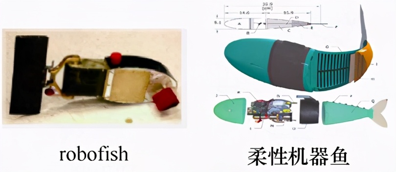 鱼为什么会游泳30字,鱼为什么会游泳