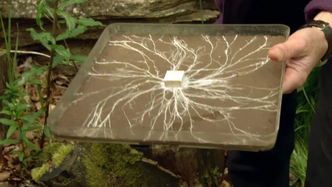 无法消化的人工甜味剂通过粪尿排出，污染水源后被我们重新喝下