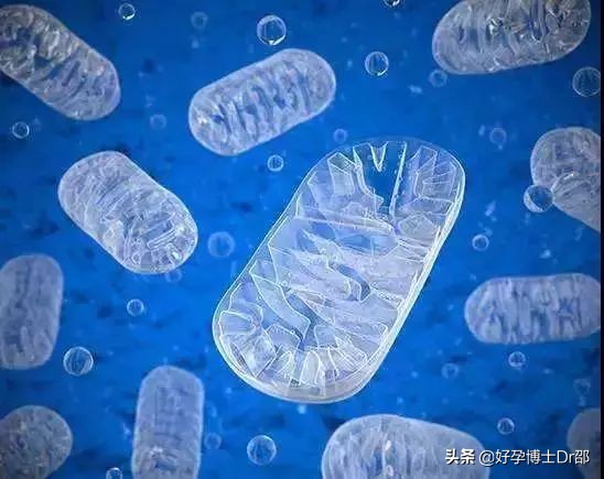 怎样的卵子是优质卵子,什么样的卵子最好的