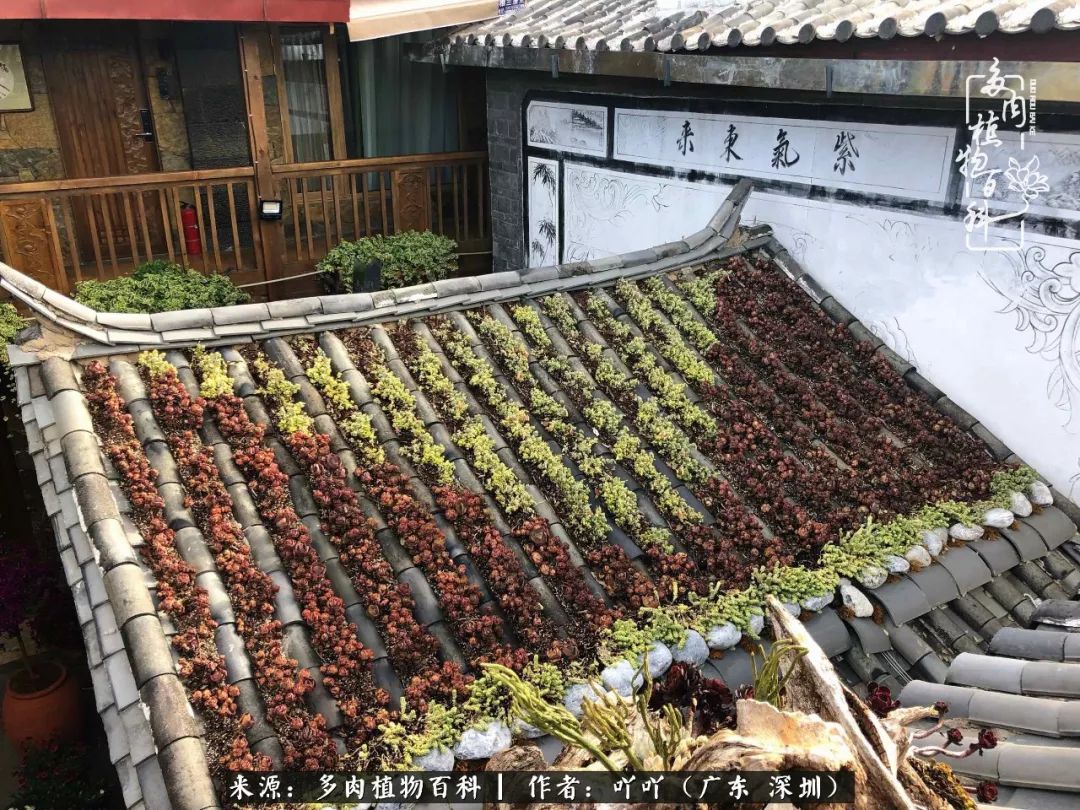 涓冨僵浜戝崡澶氳倝,浜戝崡澶氳倝涔嬫梾