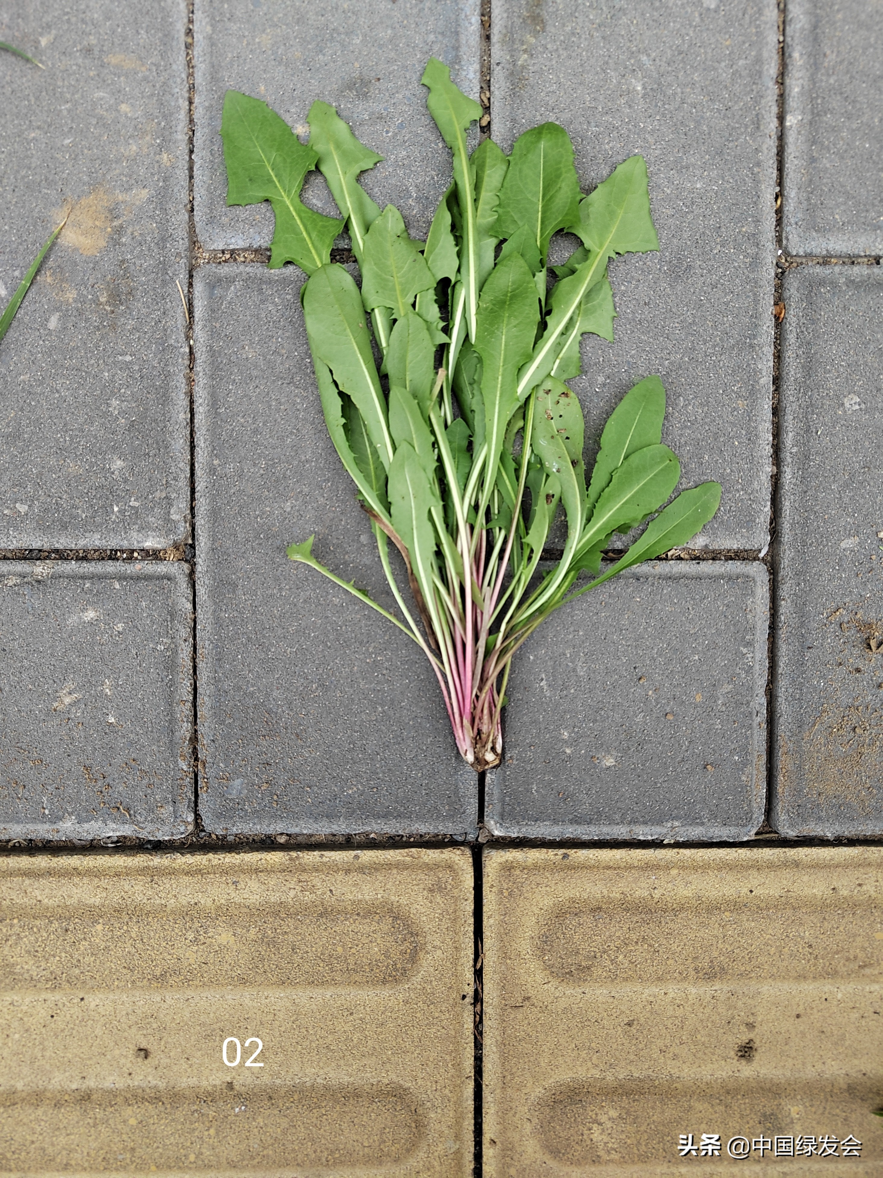 去野草留“精华”，整齐划一的草坪如何体现北京生物多样性？