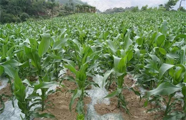 玉米种植的方法与技术,青储玉米的种植方法和技巧