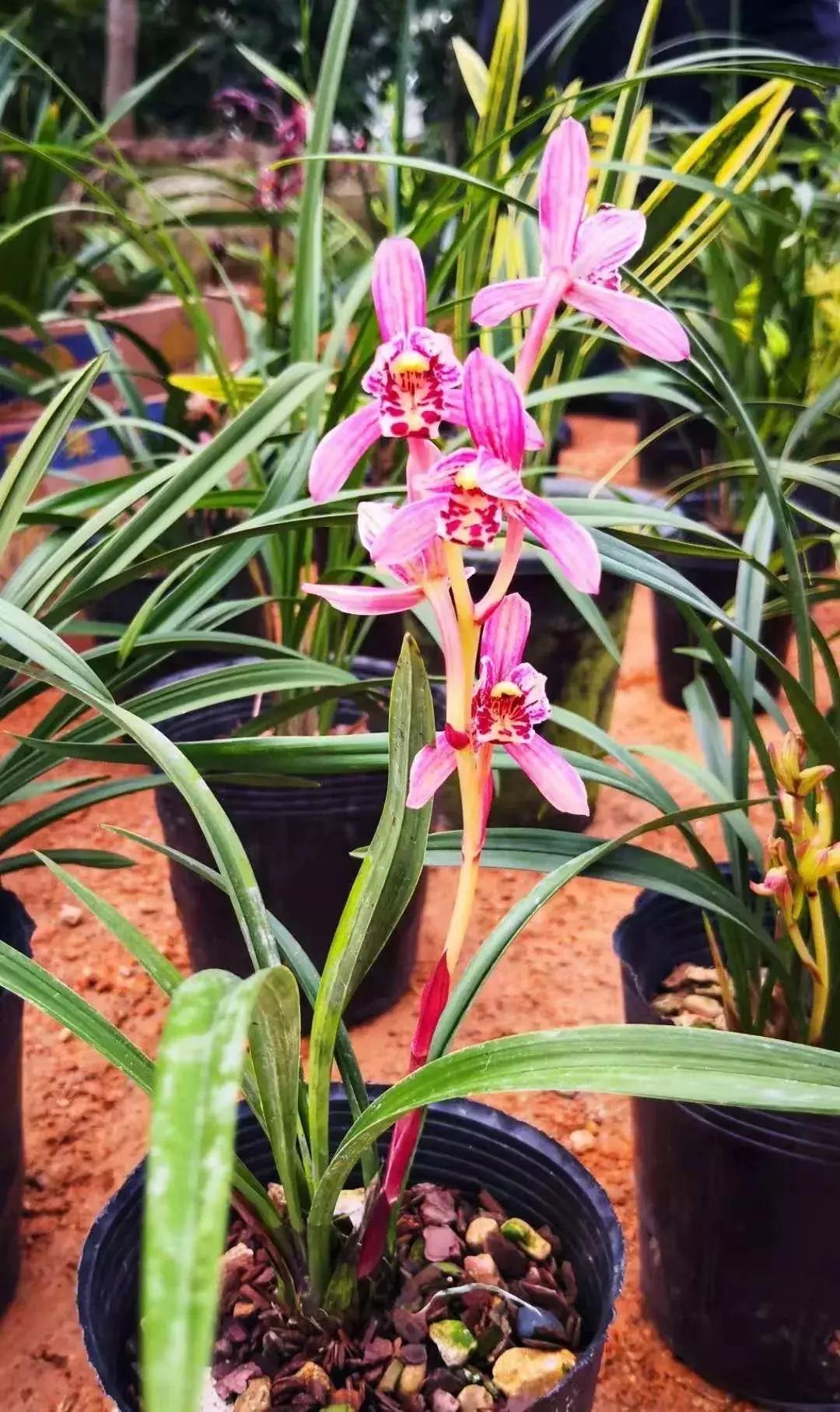 精品寒兰展,福建连城寒兰节