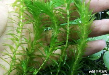 鱼缸造景什么水草好养,鱼缸造景不需要二氧化碳的水草