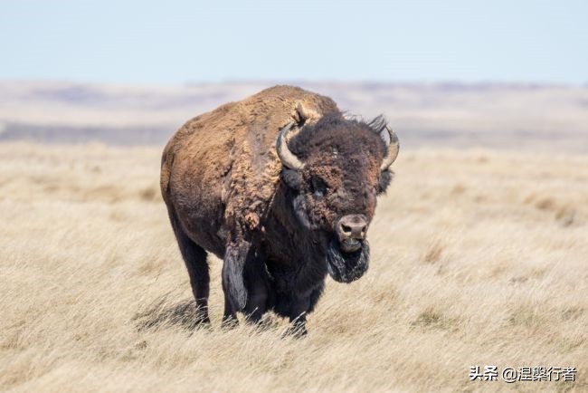 50种珍稀保护动物,为什么人类应该保护濒危物种