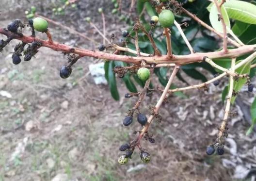 芒果幼果期出新梢怎么办,芒果挂果外皮有黑斑是什么原因