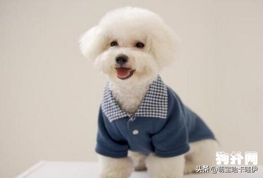 比熊犬有泪痕了怎么办,比熊犬出现泪痕该怎么办