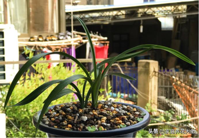 怎样使已烂根的兰花长新根,兰花烂根的养殖方法