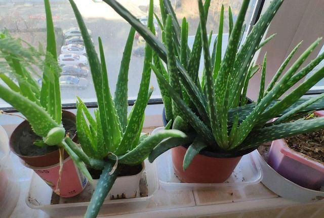 新鲜芦荟可以直接擦脸祛色素吗,新鲜芦荟可以直接擦脸吗