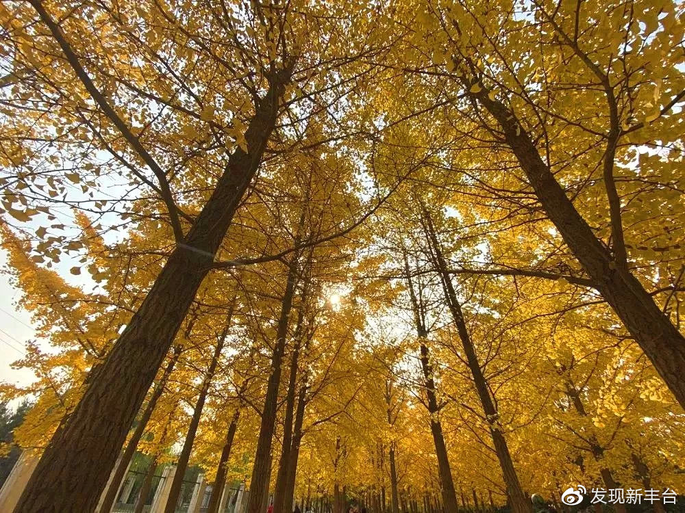 八大处公园赏秋攻略,最值得去赏秋的公园