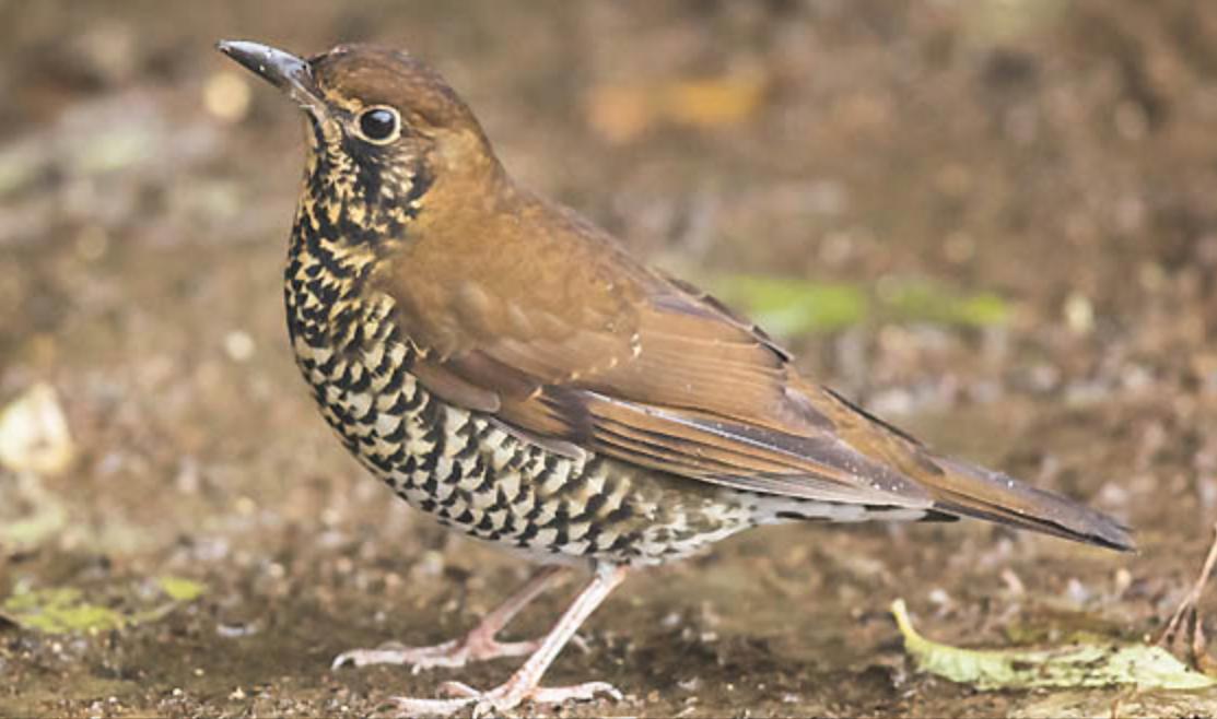 广东常见鸟类图谱和名称图文,东江揽胜鸟类