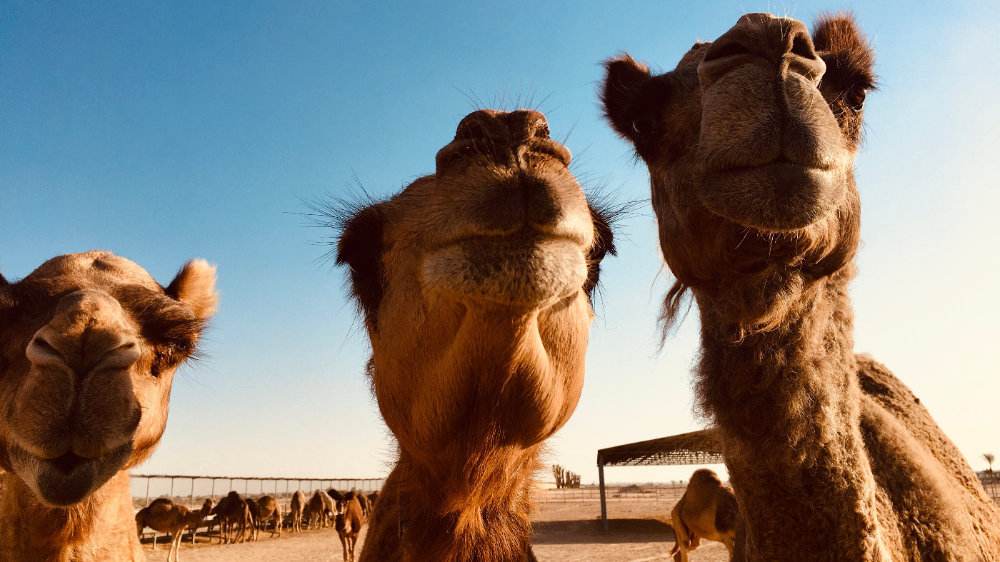 迪拜可以买什么比较划算,迪拜必买