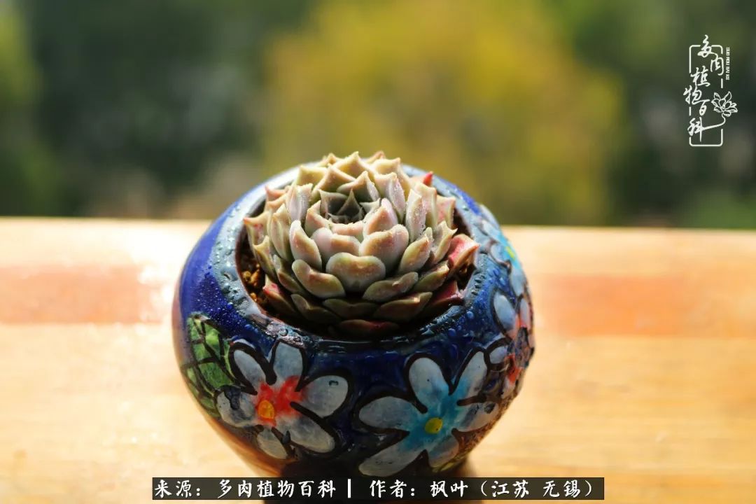 多肉与生命感悟,多肉时光
