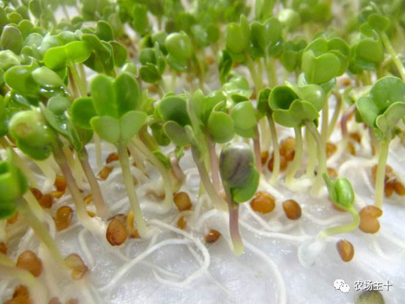 纸上种菜怎么赚钱,纸上种菜手把手教你