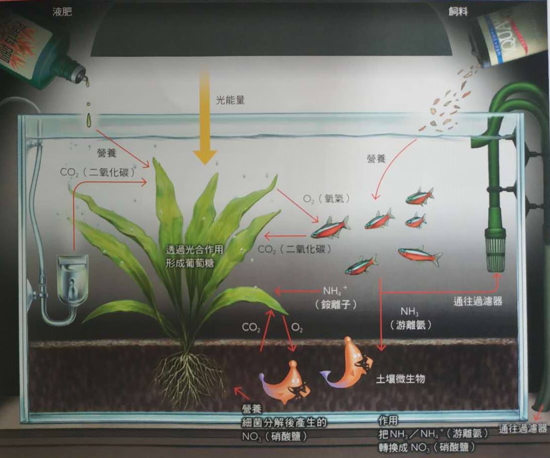 什么叫做生态鱼,生态鱼缸水是什么水