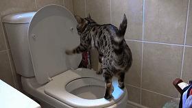 豆瓣9.1，看一次被萌一次，根本顶不住它们的可爱