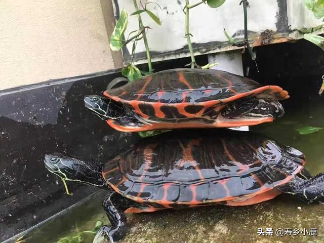 宠物龟养什么好,新手养宠物龟注意事项