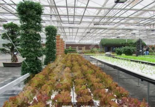 西红柿无土栽培技术,无土栽培分为哪两类