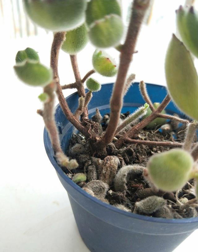 多肉熊童子叶子掉了怎么办,多肉熊童子叶片怎么清理