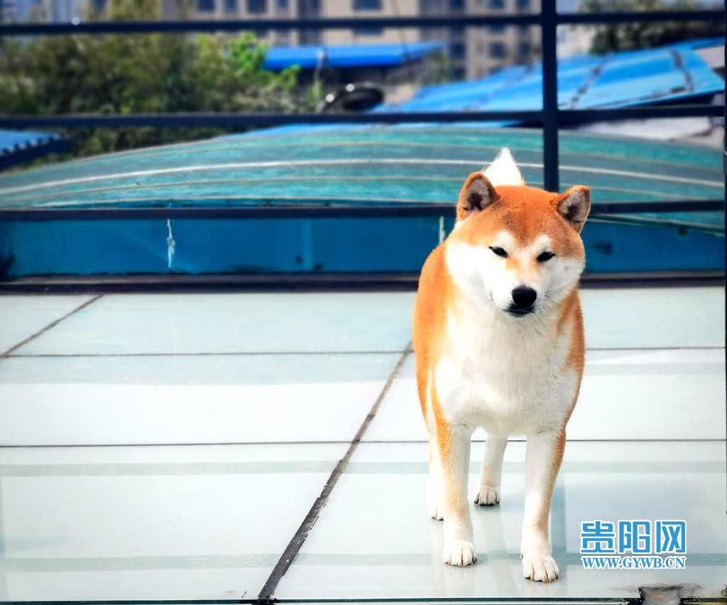 贵阳狗咖排名,成都比较好的猫咖狗咖