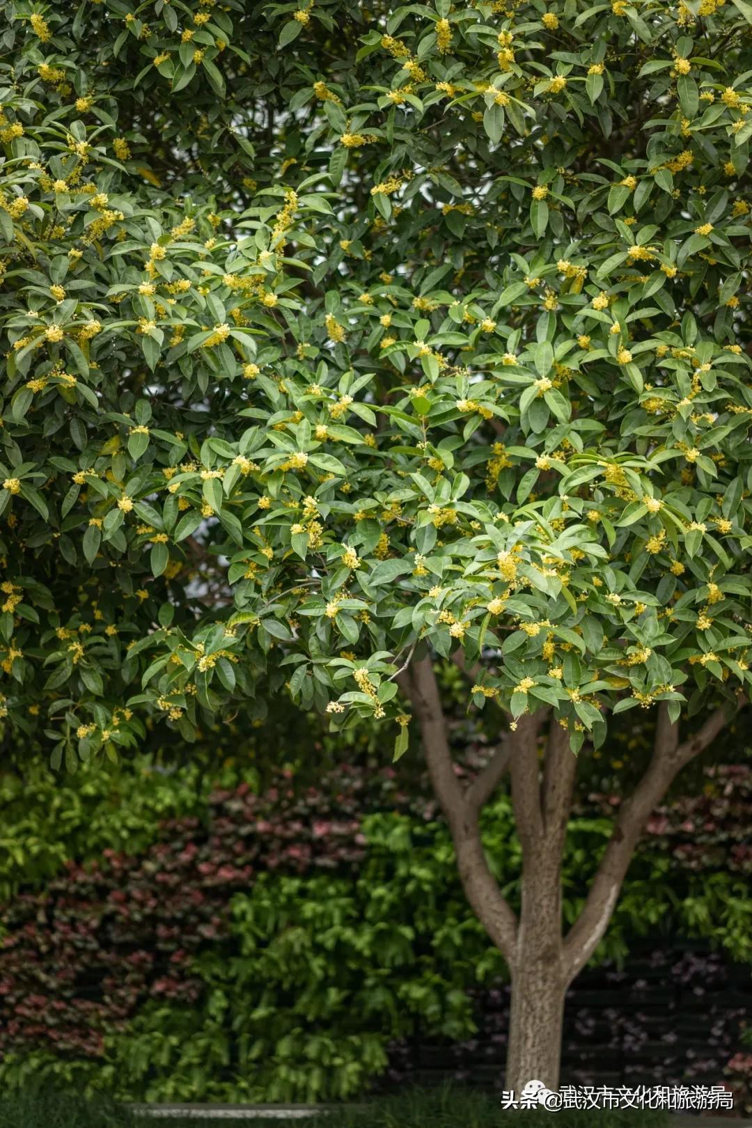 这个季节的武汉满街桂花香,武汉什么地方有桂花香味