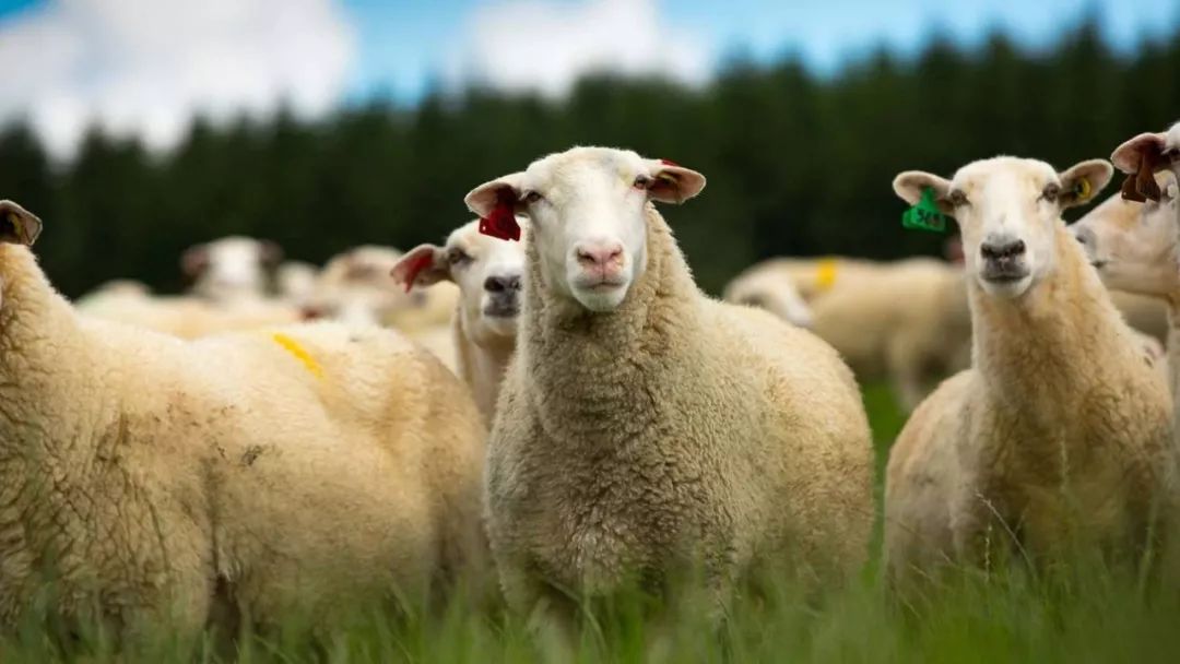 澳洲奶粉造假事件,澳洲牛奶骗局