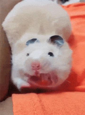 仓鼠的种类习性详细介绍,仓鼠有哪些亚种种类