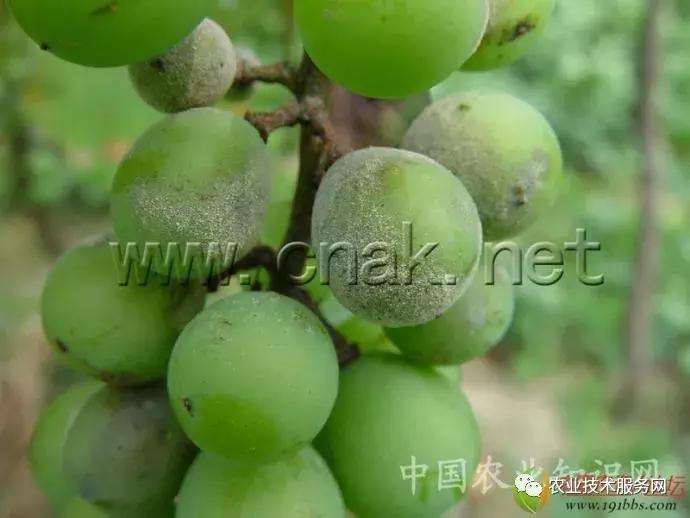 葡萄花前主要病害,葡萄病害图片大全大图