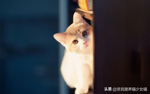 濂藉鐨勭尗鍜捇杩涚洅瀛愰噷,濂藉鐚挭閽诲叆鑽変笡宸ㄦ礊