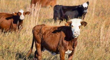 正月牛有什么说法,正月猪五月的牛有什么讲究