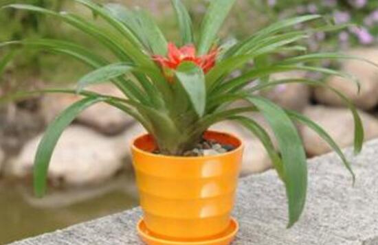 鸿运当头叶子卷叶是怎么回事,鸿运当头叶子为什么会卷起来