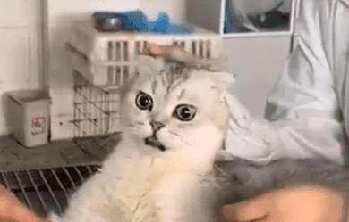 揭秘那些养猫谣言是真的吗,养猫的十大迷惑行为