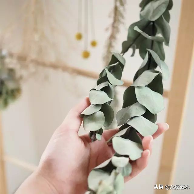 干花布置省钱,什么花适合做干花