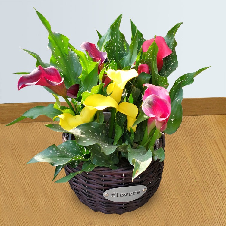 这些花只要浇水就能活,这2种花不浇水反而疯长