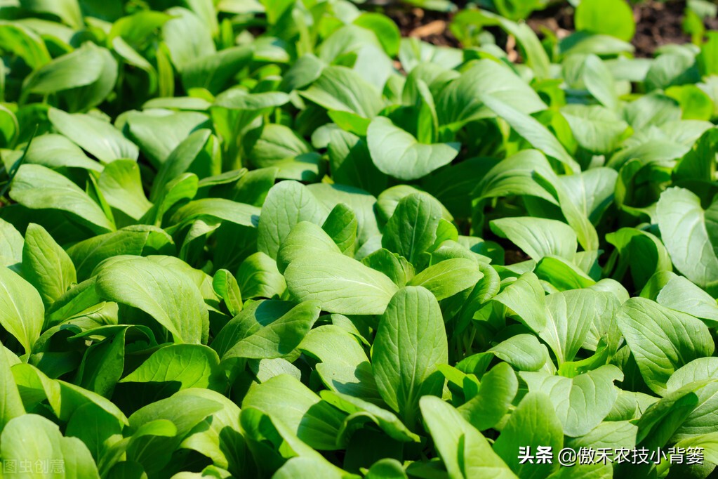 菜上的小青虫怎么治,菜青虫主要危害什么蔬菜