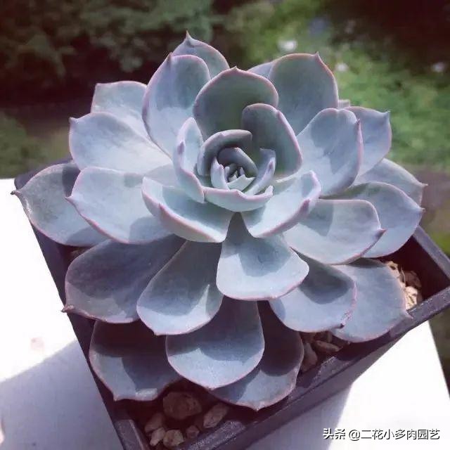 365种·常见花卉图谱，观果和多肉植物收藏篇