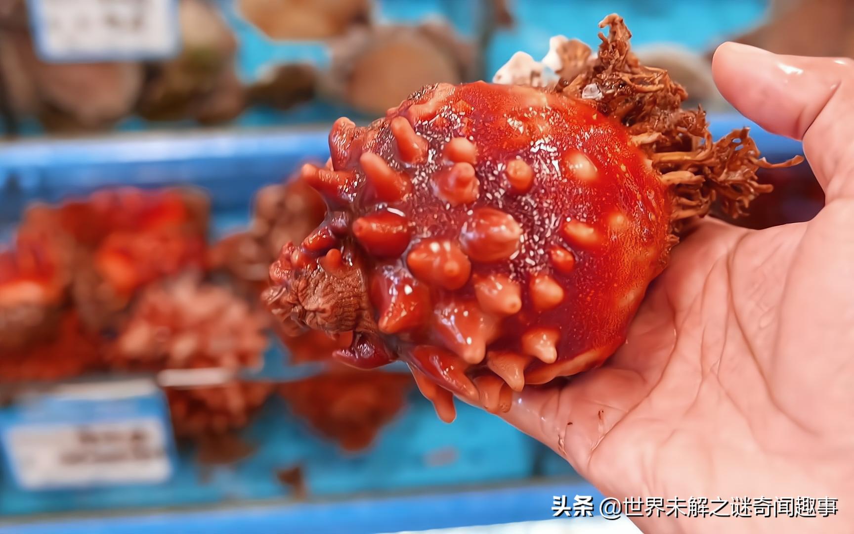 这种被称为“丁丁”的生物有多神奇？长大后吸掉自己的脑子还能活
