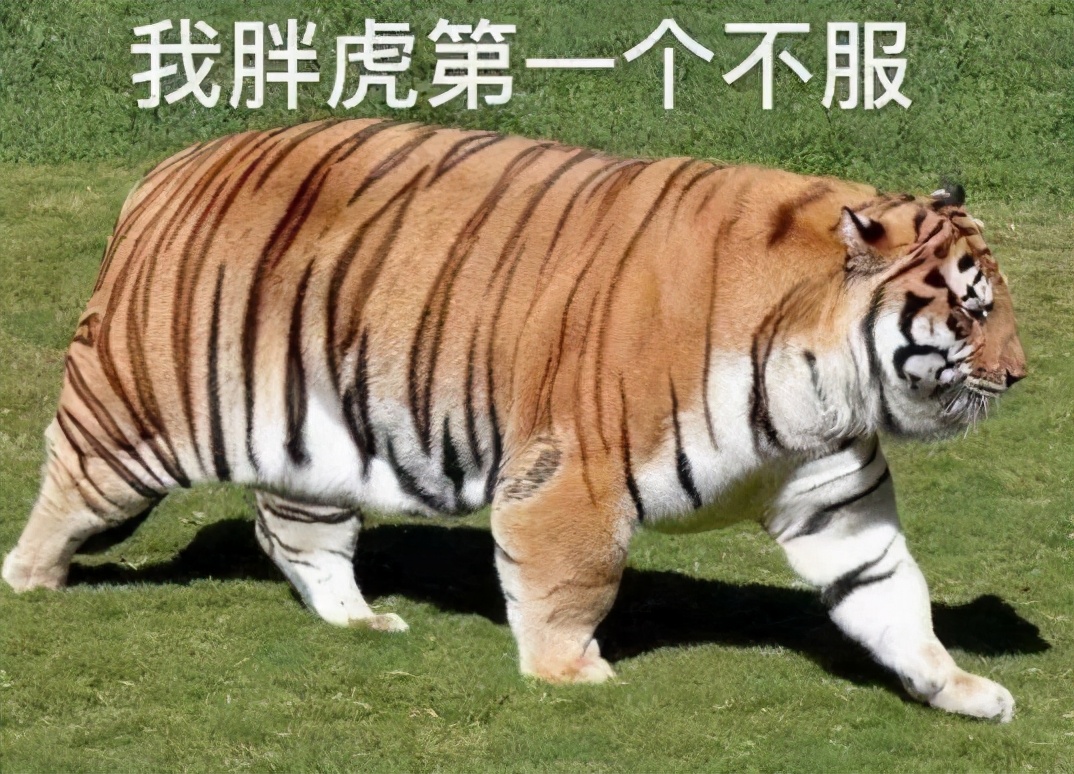 他白手起家到宇宙第一人送外号EVE版“小诸葛”