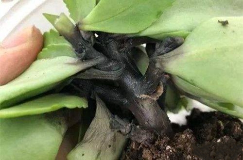 注意这4点，防止长寿花夏季黑腐或黑杆