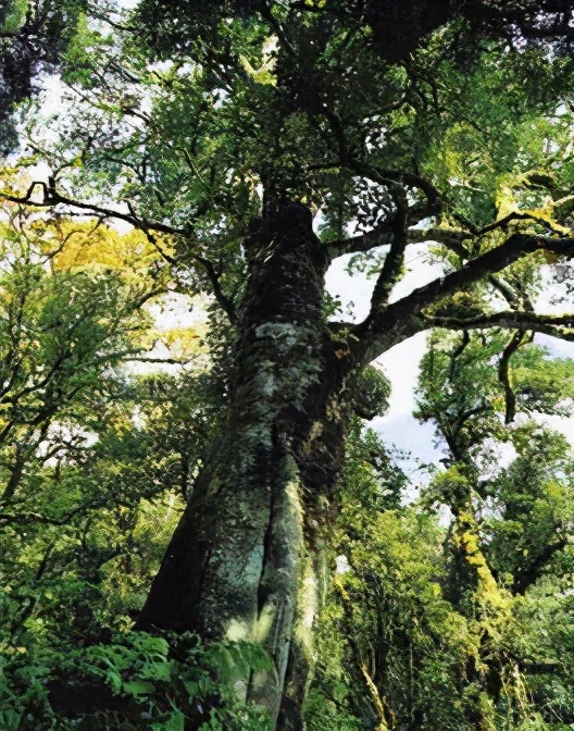 老班章、冰岛、易武三大茶系中，老茶客为何喜欢收藏易武茶？