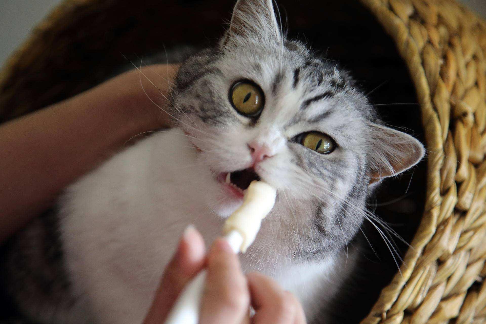 猫咪口腔溃疡与猫粮有关系吗,铲屎官需注意猫咪冷门知识