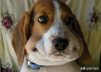 猫咪被蜜蜂蜇了怎么办,猫被蜜蜂蜇了的照片