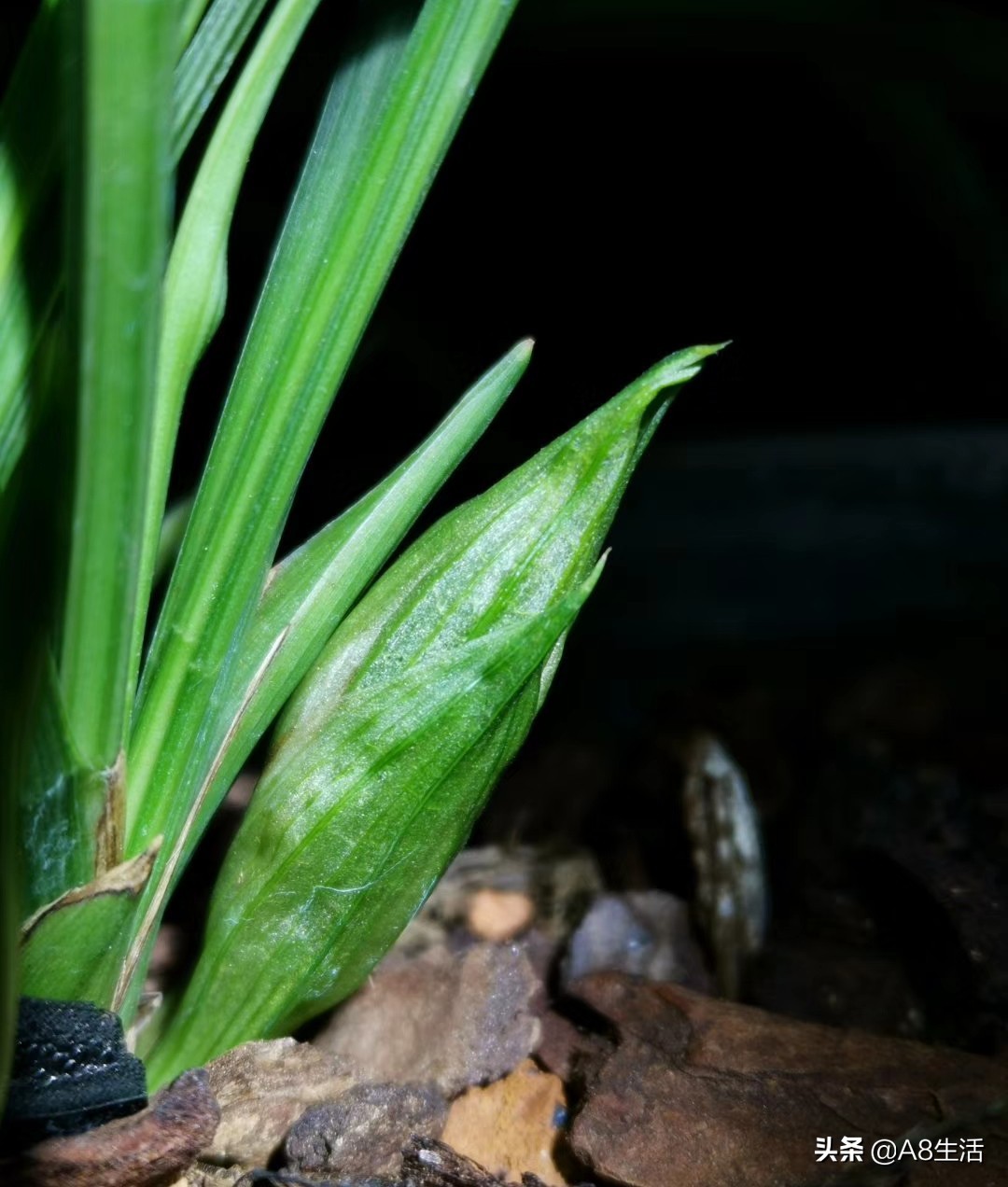 春兰张荷素兰花介绍,每日一品中国兰花春兰