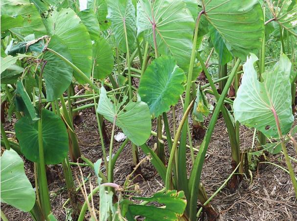 中国出名的香芋大个好吃,舌尖上的香芋